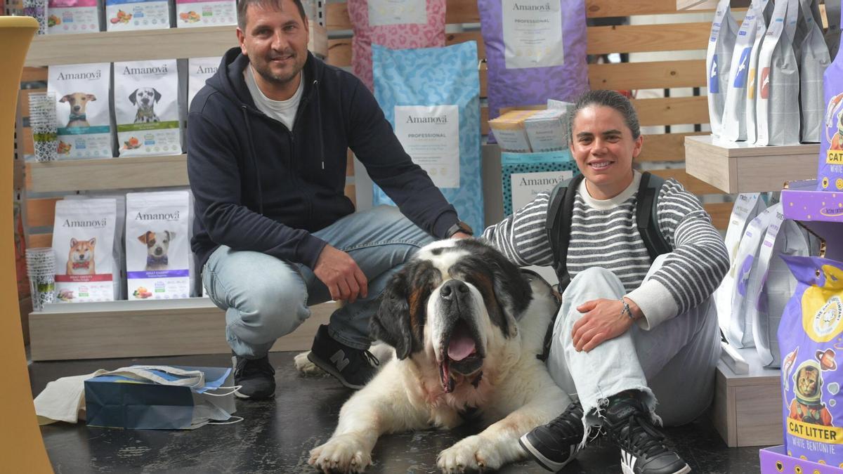Un San Bernardo de 90 kilos, Oso, estrella en la feria de mascotas Pata Pata 2026 de A Coruña