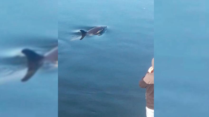 Un delfín navega por las aguas dulces de Pontecesures