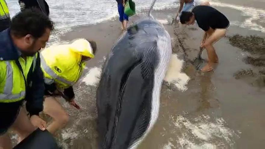 Una ballena varada espera que suba la marea para poder sobrevivir