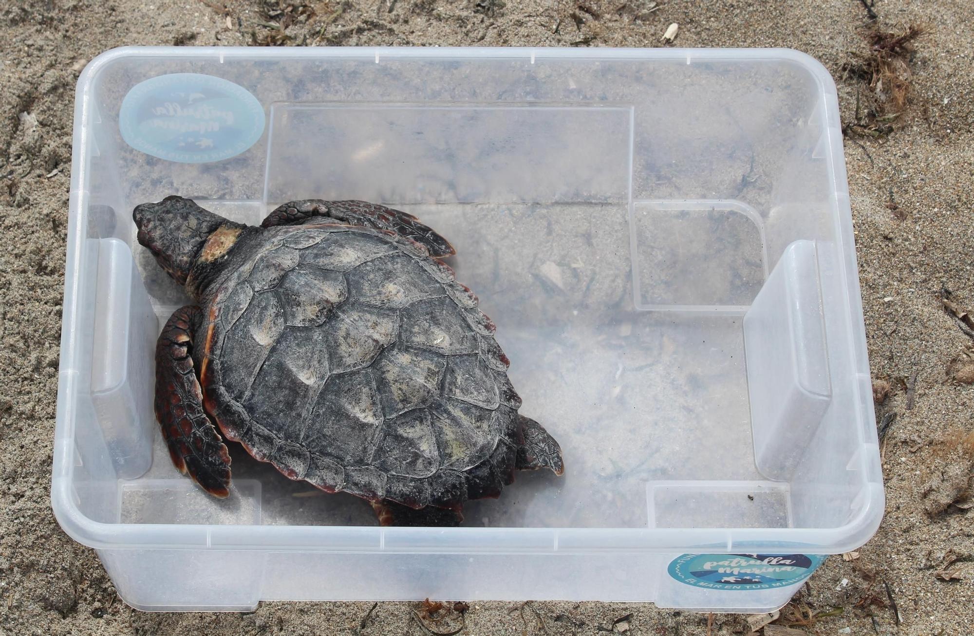 Nacieron en Dénia y han descubierto el mar en Dénia: 12 tortugas nadan libres en el Mediterráneo