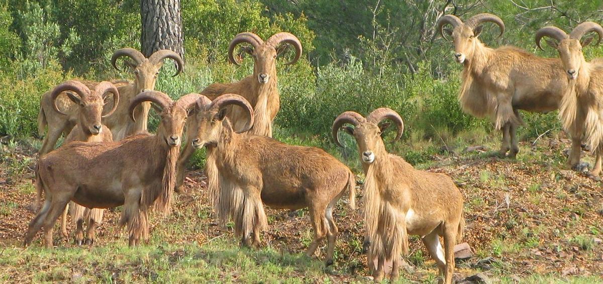 Manada de arruís en Sierra Espuña