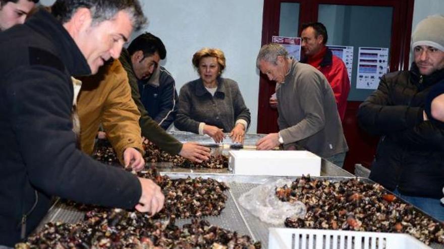 Percebeiros y compradores en la lonja de Cangas en la subasta de ayer.  // Gonzalo Núñez