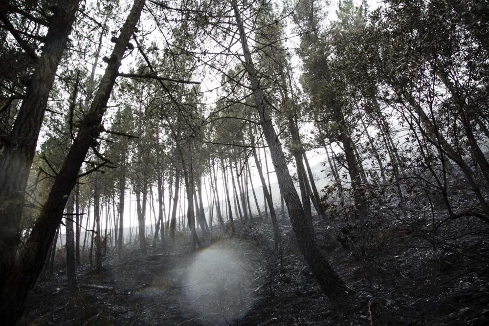 Desolación en el suroccidente asturiano tras los incendios