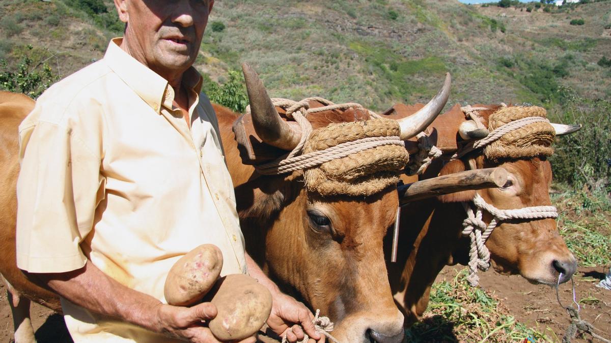 Madrelagua celebra los concursos de papas más grandes