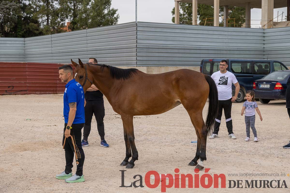 Control veterinario de los Caballos del Vino en Caravaca