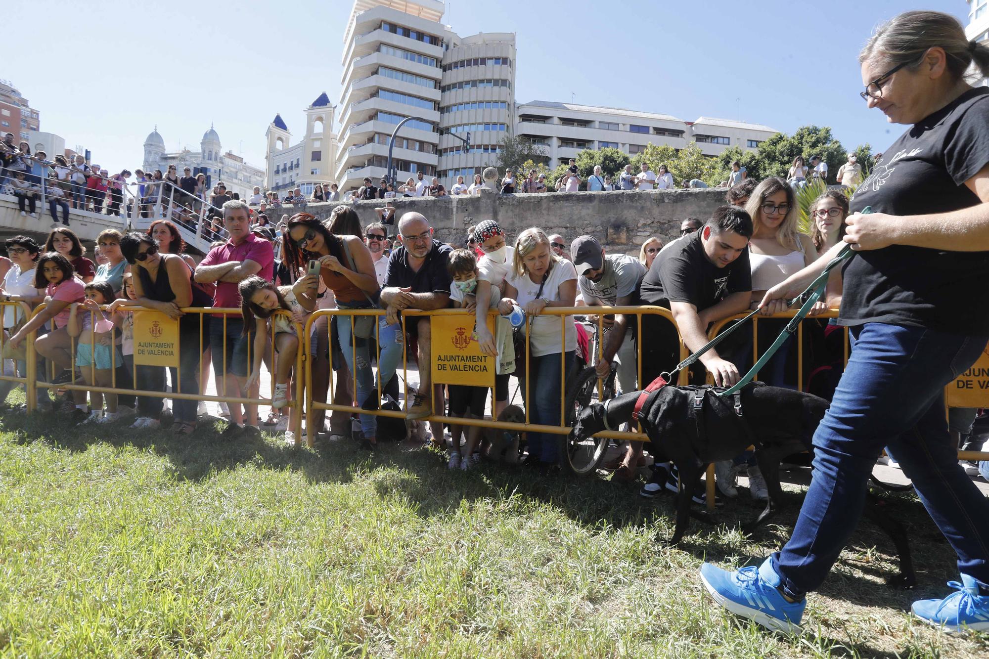 La Feria Animalista de València, en imágenes