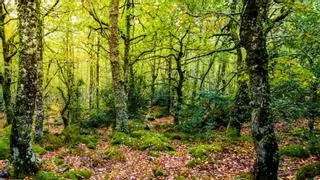 Las raíces de Borja Iglesias están en Galicia, junto a un roble de 250 años y un banquete obrero de 1856: "Ahora valoro lo bueno: la cercanía con mi familia y estar en Galicia"
