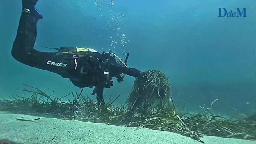 Denuncian la situación "fuera de control" del fondeo sobre la posidonia