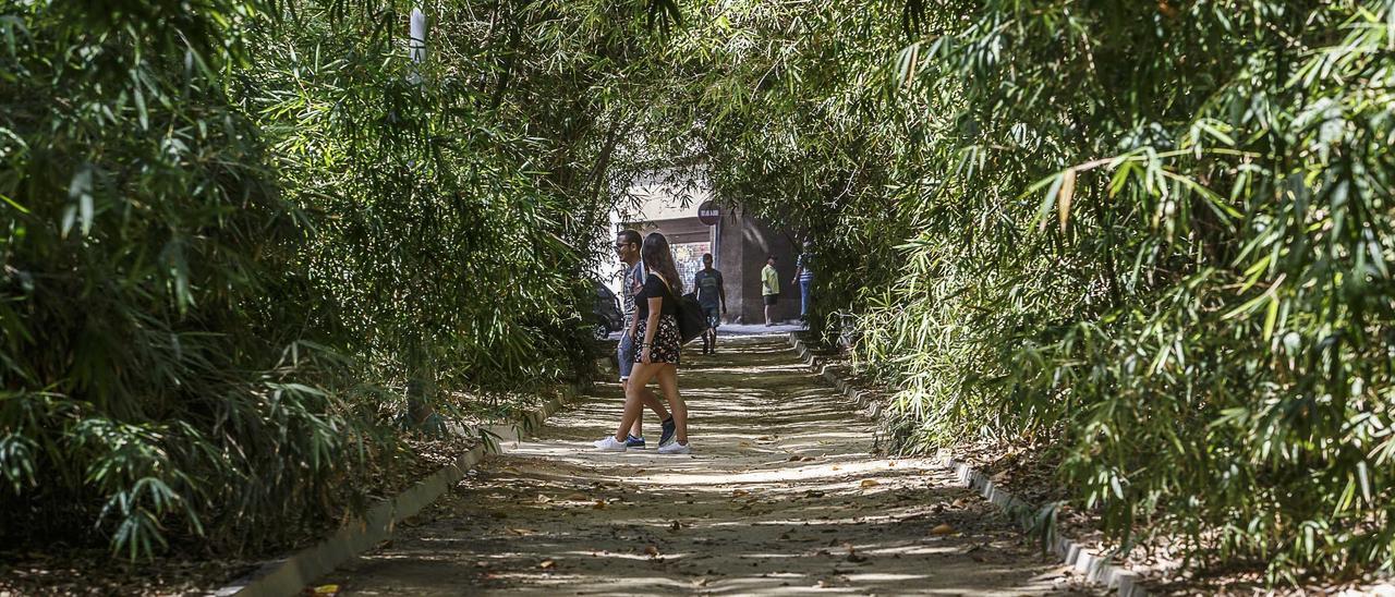 Parque García Sanabria, una de las zonas incluidas en la mejora del alumbrado de Santa Cruz.