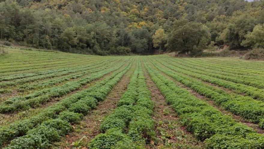 Un camp de cultiu de plantes aromàtiques