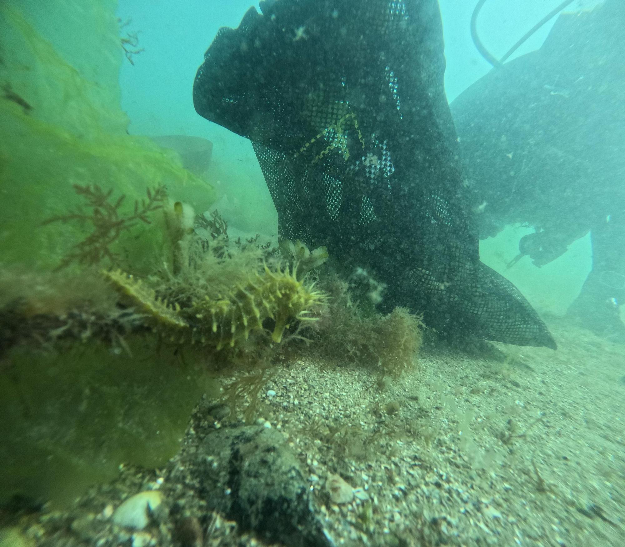 "Recuperación do Morrazo Somerxido", una iniciativa del Centro de Buceo Rías Baixas
