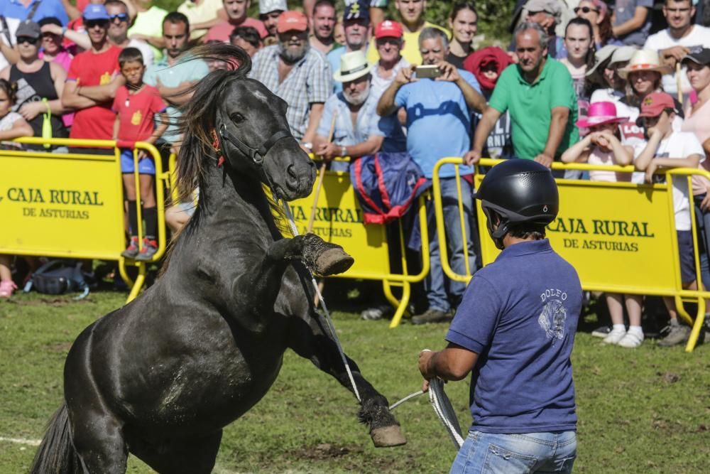 Fiesta del Asturcón en el Sueve