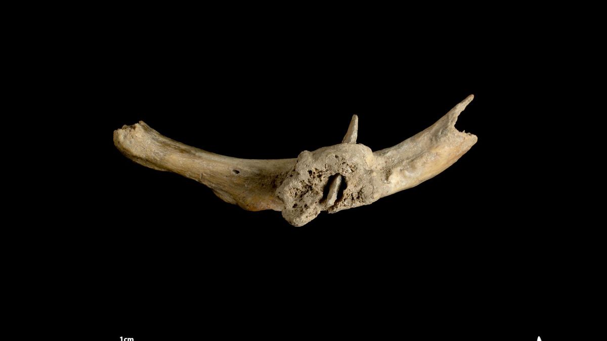 La costella humana amb la fletxa incrustada que s'ha trobat al Roc de les Orenetes