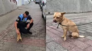 Rescatado un perro que se encontraba en un estanque de un barrio de Las Palmas de Gran Canaria
