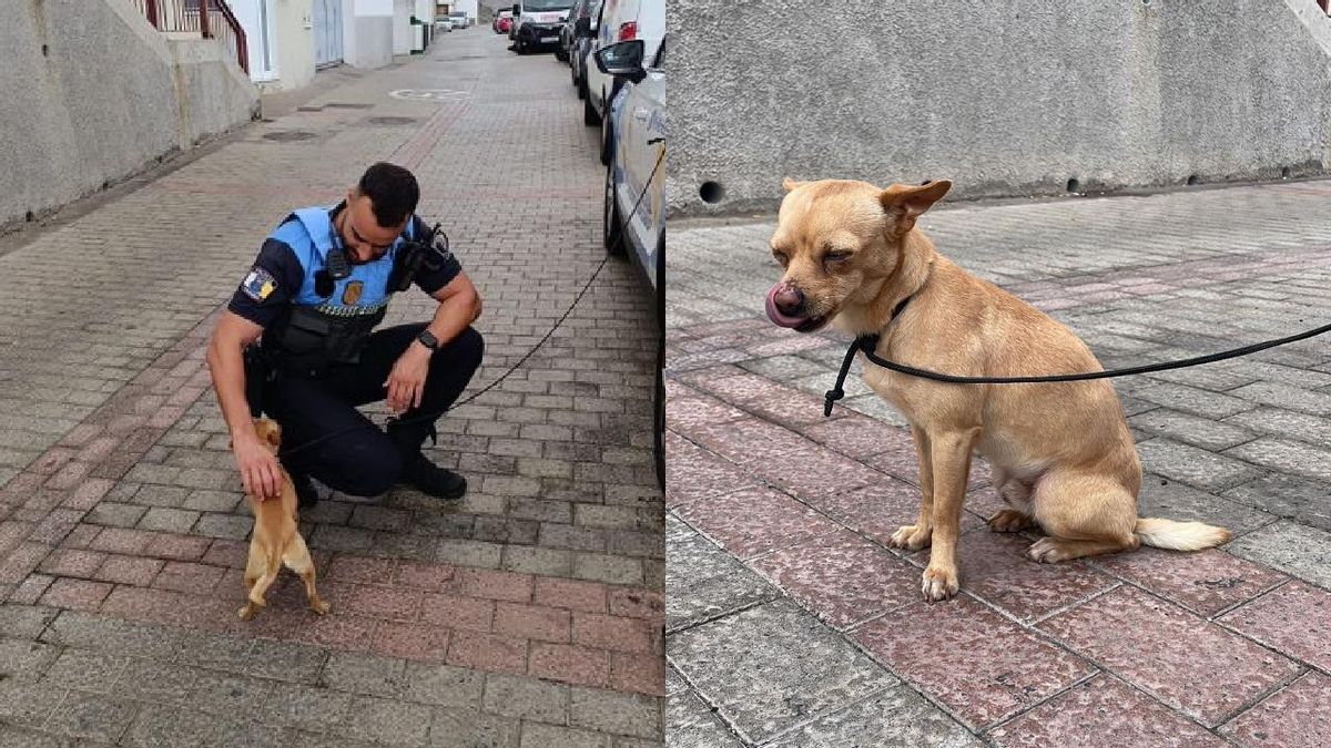 Imagen del agente de la Policía Local capitalina con el perro rescatado en Tenoya.