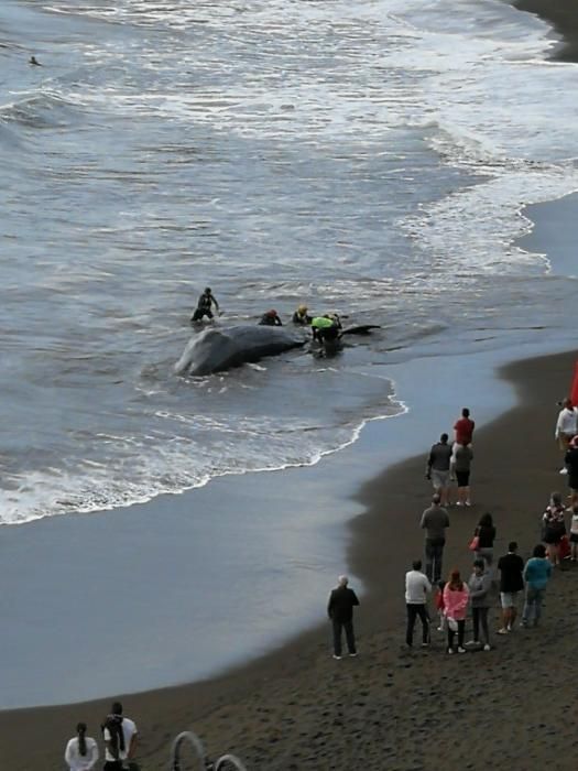 Un cachalote aparece muerto en la playa de Melenara