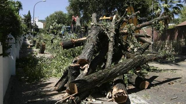Vecinos denuncian la tala "indiscriminada" de árboles