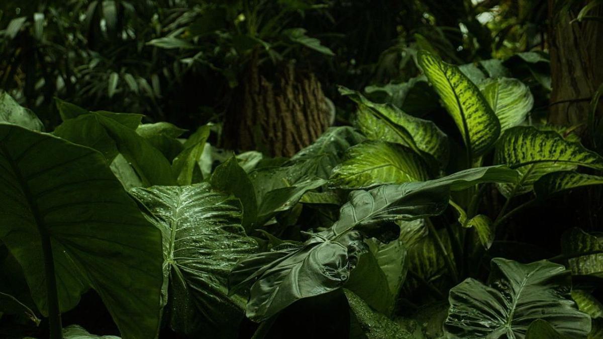 Un delicado equilibrio mantiene activa a la biosfera vegetal en la Tierra: ¿por cuánto tiempo más?
