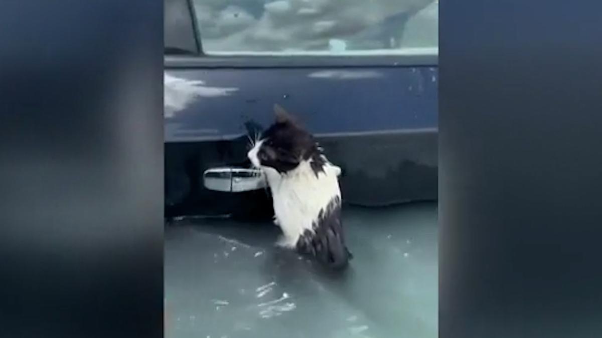 Rescatan a un gato aferrado a un coche en las inundaciones de Dubai