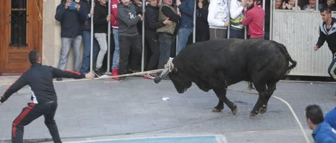 Ontinyent prepara el segundo Bou de les Penyes tras avanzar la celebración