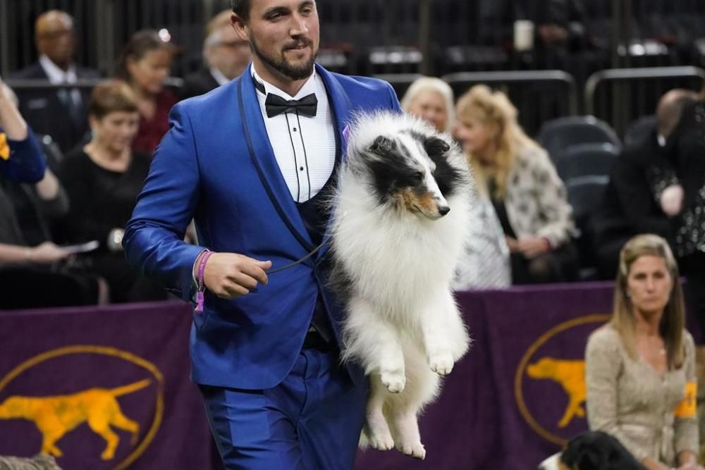 El Westminster Kennel Club, un dels shows de gossos de raça més importants del món