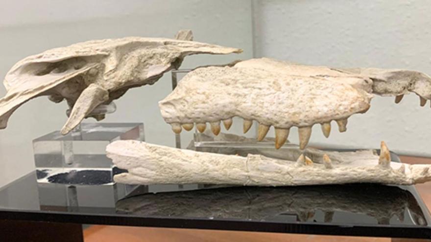 Restos fósiles del “Duerosuchus piscator” encontrado en Corrales del Vino.