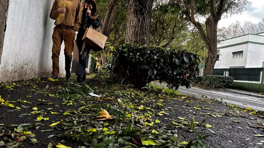 El viento deja mucha vegetación en las aceras de La Laguna