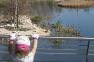 El parque La Marjal, hábitat para un centenar de especies de aves en la playa de San Juan de Alicante