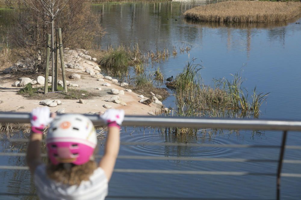 El parque La Marjal, hábitat para un centenar de especies de aves en la playa de San Juan de Alicante