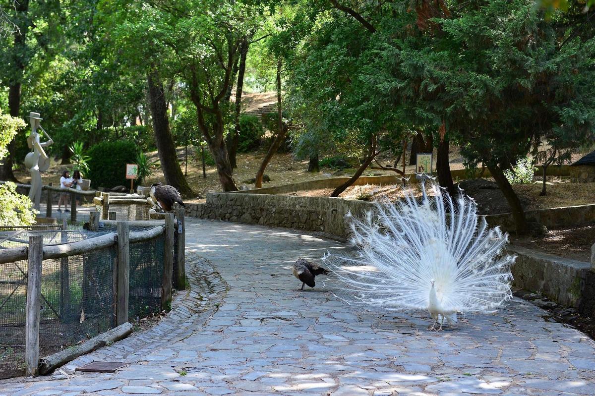 Interior del parque de Los Pinos de Plasencia, este verano.