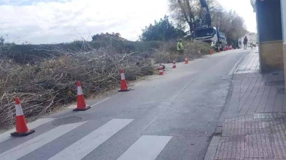 Tala llevada a cabo en calle Fuente Nueva en enero de 2025.
