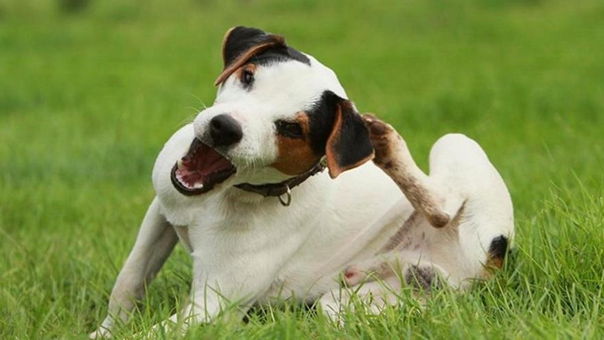 ¿Tu perro no para de rascarse? Podría tener alergia al polen y así puedes ayudarlo