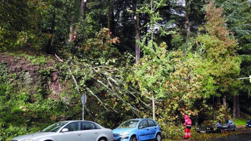 Caídas de viandantes en la calle o de árboles sobre coches derivan en 40 pleitos anuales