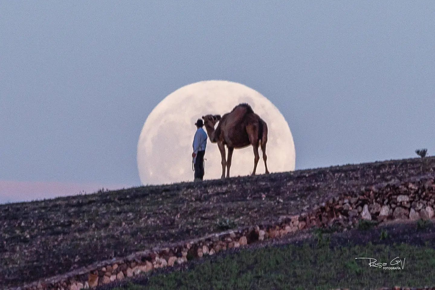 Serie 'El camello y la luna'