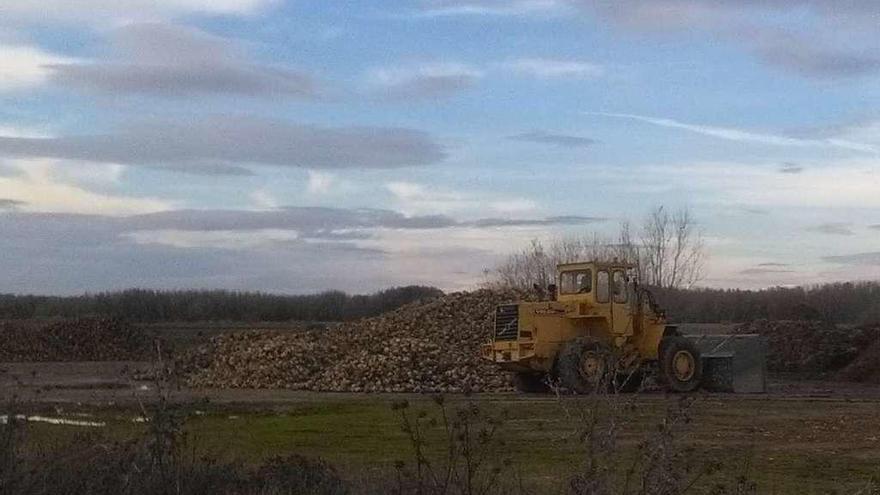 Un agricultor amontona la remolacha recolectada en las parcelas de su propiedad.