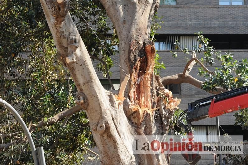 El día después de la caída de la rama del ficus de