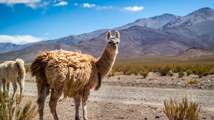 El animal cuyos anticuerpos sirven de tratamiento para el coronavirus