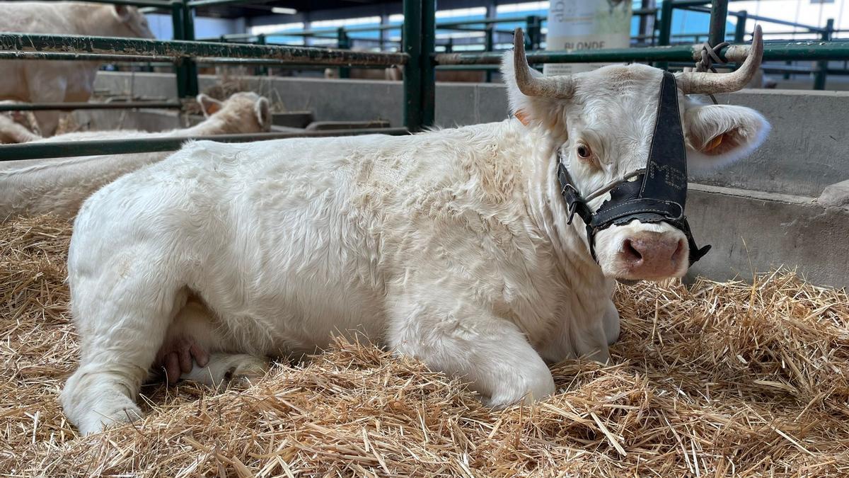 Ejemplar de vacuno selecto en Feria Internacional Ganadera de Zafra.