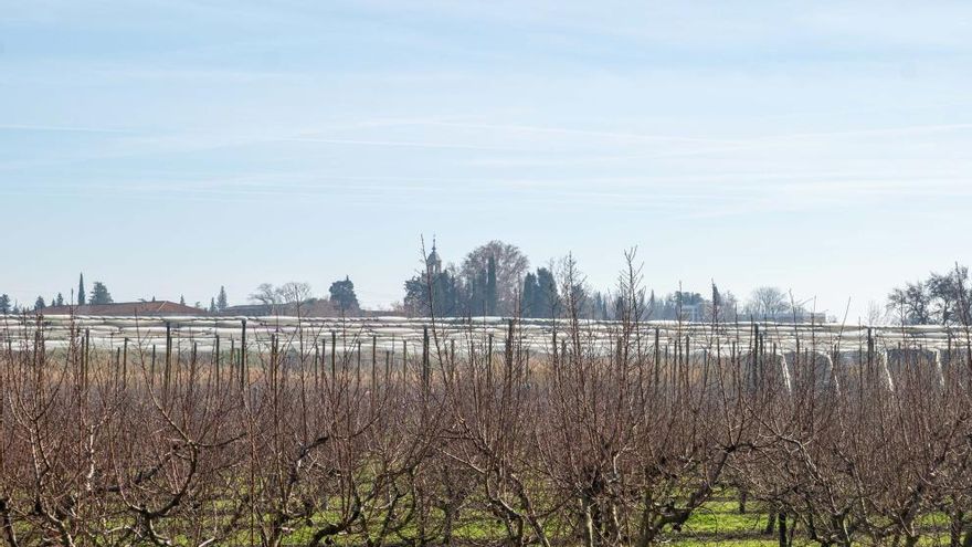 Árboles de cultivo en una finca aragonesa.
