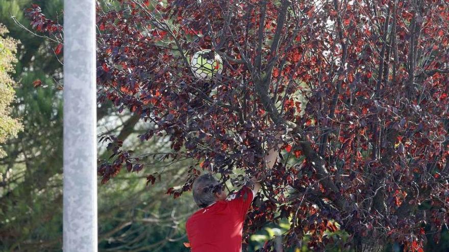 Un remate como la copa de un árbol