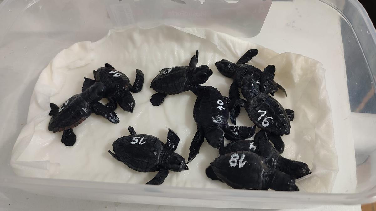 Mira aquí las imágenes de las últimas tortugas nacidas en Ibiza