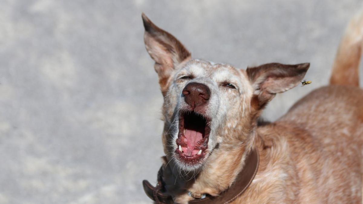 Descubre qué hacer si tu perro sufre una picadura de avispa