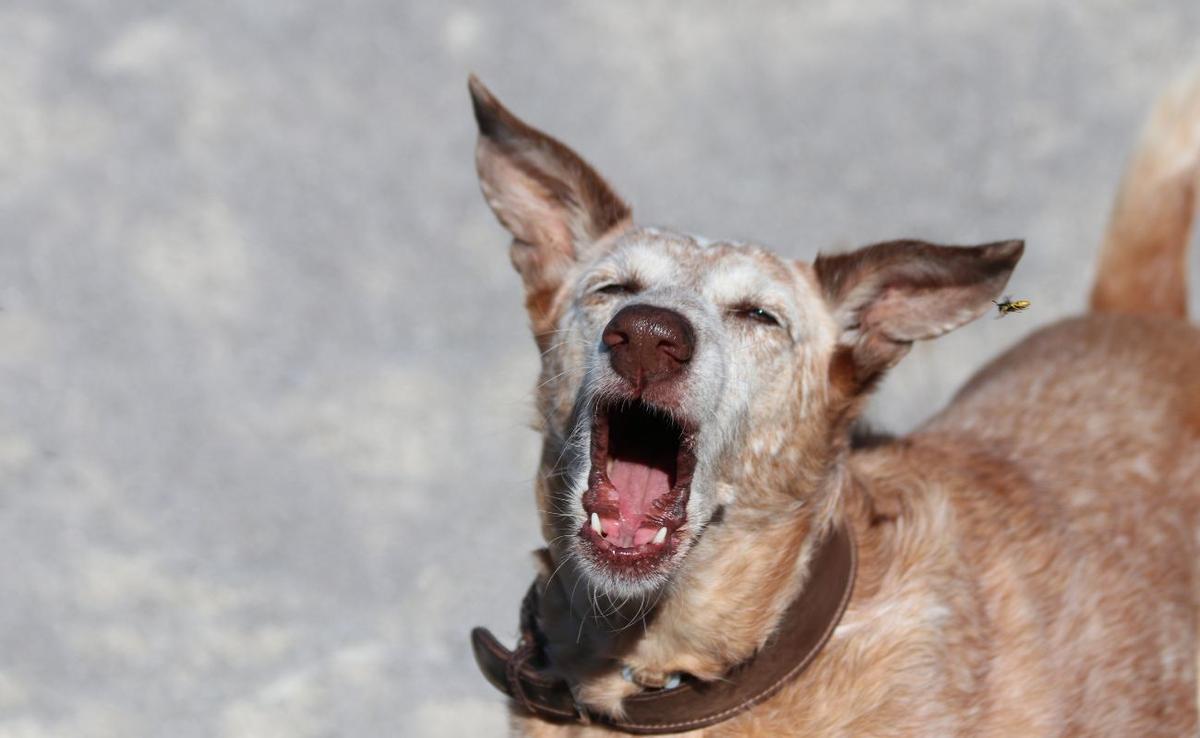 Descubre qué hacer si tu perro sufre una picadura de avispa
