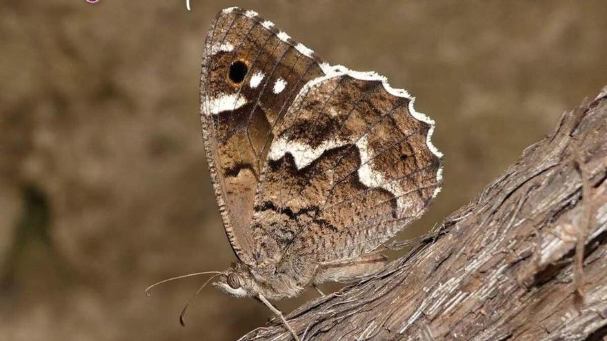 La galardonada con el título de &#039;Mariposa del año 2025&#039; vive en Canarias y está en peligro de extinción