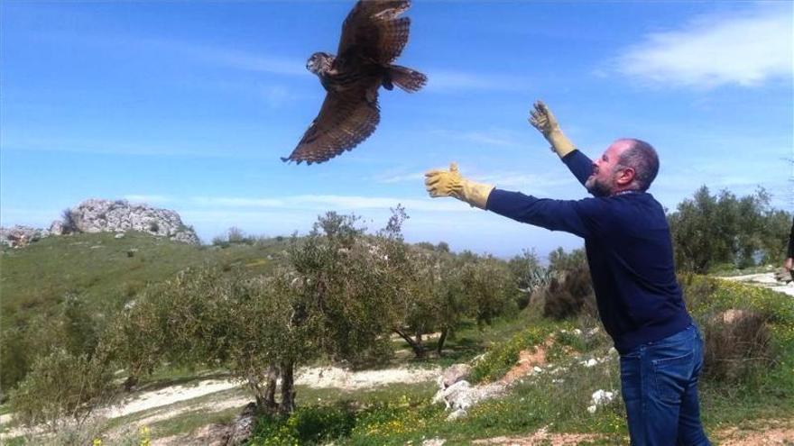 Medio Ambiente realiza una suelta de nueve aves para su reintroducción al medio natural