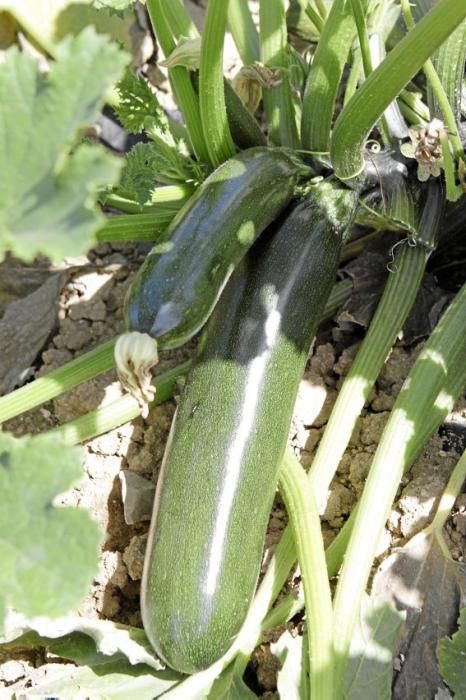 Mit den tiefgrünen Zucchini der Sorte carbassó negre beliefert die Familie Pascual Supermärkte und Gemüseläden der Insel. Die geöffneten Blüten sind für den Gourmet-Markt bestimmt, wie auch das zarte Baby-Format der Frucht.