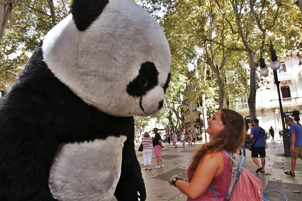 Unternehmen Pandabär auf Mallorca