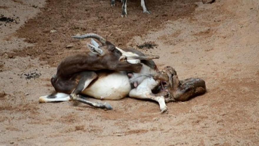 Los asistentes del Bioparc presencian el nacimiento de un blesbok