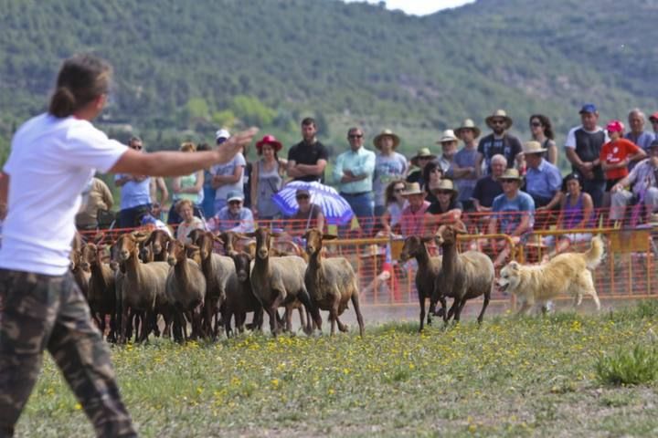 La Valleta de Agres ha sido un año más el escenario del Concurs de Gossos de Ramat