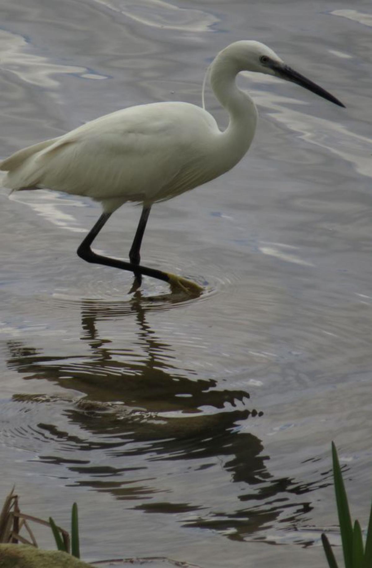 Ocho años con las aves y la naturaleza de Zamora